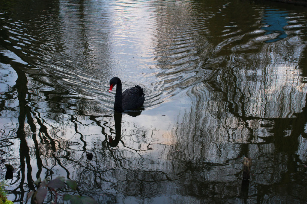 Zwaan_6210_10x15
